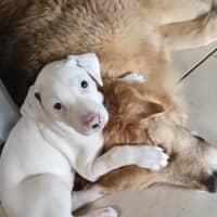 Photo of Marshmallow