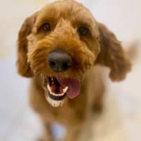 Photo of Rusty