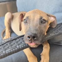 Photo of Theodore   16 Week Old Mixed Breed (Trial)