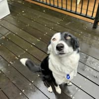 Photo of Juniper   3 Year Old Border Collie X (Trial)