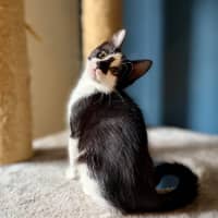 Photo of Boggle   Located In Templestowe