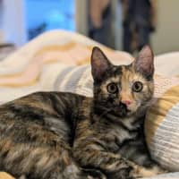 Photo of Chook & Mash 