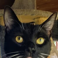 Photo of Tux   Now At Pe Tquarters Broadmeadow