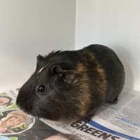 Photo of Squeak (Bonded To Cookie)