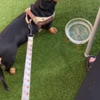 Photo of Peanut