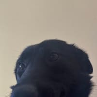 Photo of Sacha   1.5 Year Old German Shepherd (On Trial)