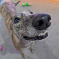 Photo of Roz, The Cat Friendly Greyhound