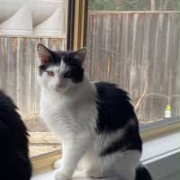 Photo of Valentino