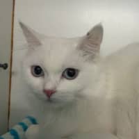 Photo of Freyja