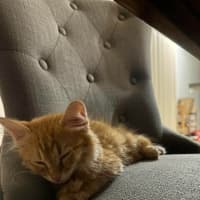 Photo of Cheetos