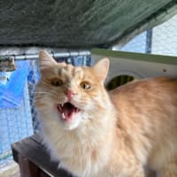 Photo of Citrine