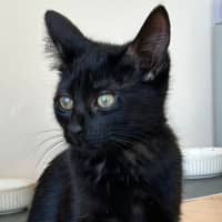 Photo of Salem