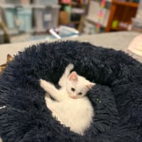 Photo of Pickle