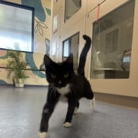 Photo of Cleo