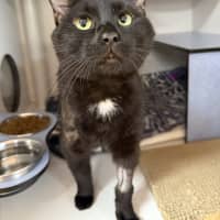 Photo of Bingus