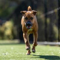 Photo of Miracle Imp 2246