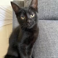 Photo of Midnight