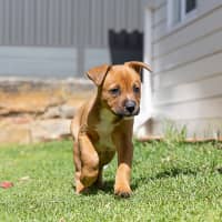 Photo of Brownie