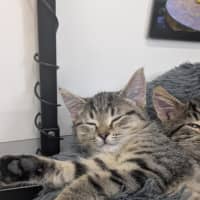 Photo of 🥜 Norton 6893 🥜