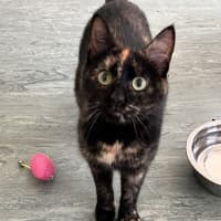 Photo of Missy