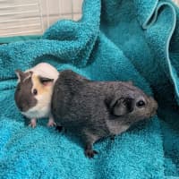 Photo of Penny