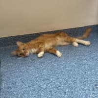 Photo of Frankie
