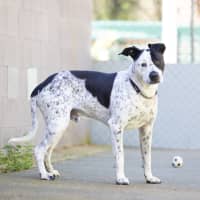 Photo of Axel