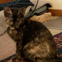 Photo of Tabitha Torti