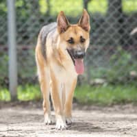 Photo of Lupa (Previously Kailani)