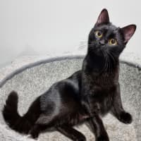 Photo of Bonnie *Fostered In Perth