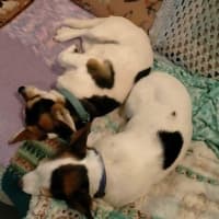 Photo of Bella / Tiny