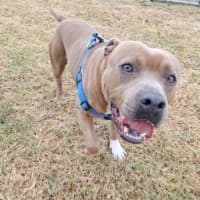 Photo of Scooby