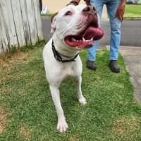 Photo of Possum   64038