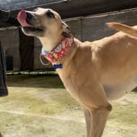 Photo of Sakura The Greyhound