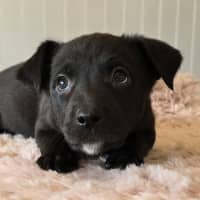 Photo of Camilla The Chicken