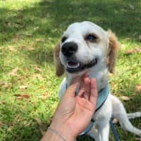 Photo of Boomer   1 Year Old Cavalier X