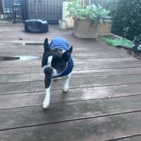 Photo of Timmy