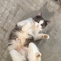 Photo of Suki