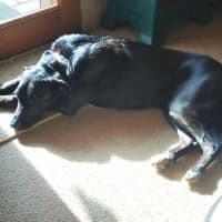 Photo of Kora