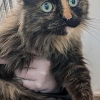 Photo of The Silent Warrior