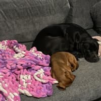 Photo of Peppa   4 Year Old Great Dane X Mastiff