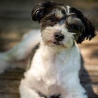 Photo of Benji
