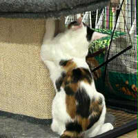 Photo of Sabre