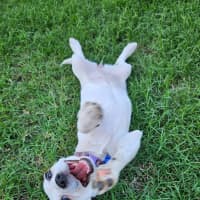 Photo of Sassi   10 Week Old Jack Russell X Fox Terrier