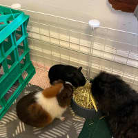 Photo of Dargan / Vincent And Dargan