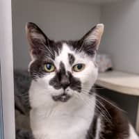 Photo of Muffin Face 