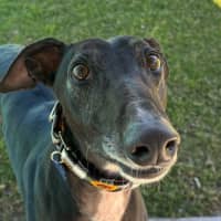 Photo of Ferb The Greyhound