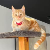 Photo of Oscar