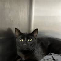 Photo of Homer (With Marge)