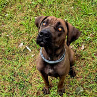 Photo of Lil' Moo (9038)